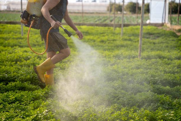 Best Wasp Removal Services  in Rosedale, CA