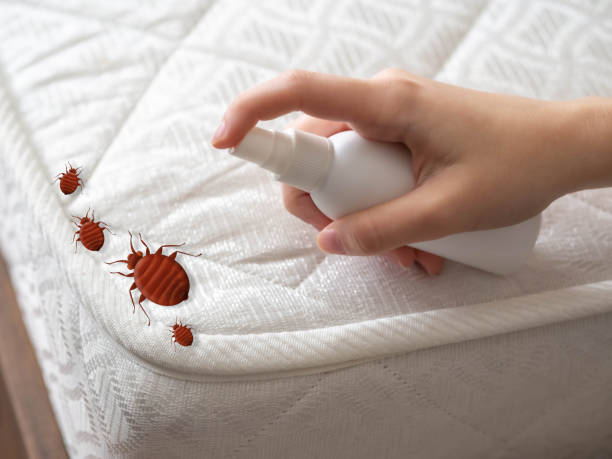 Best Local Pest Control Services  in Rosedale, CA