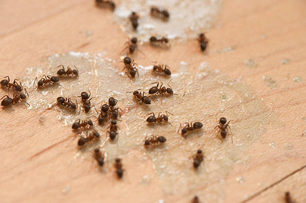 Best Exterminator Services  in Rosedale, CA