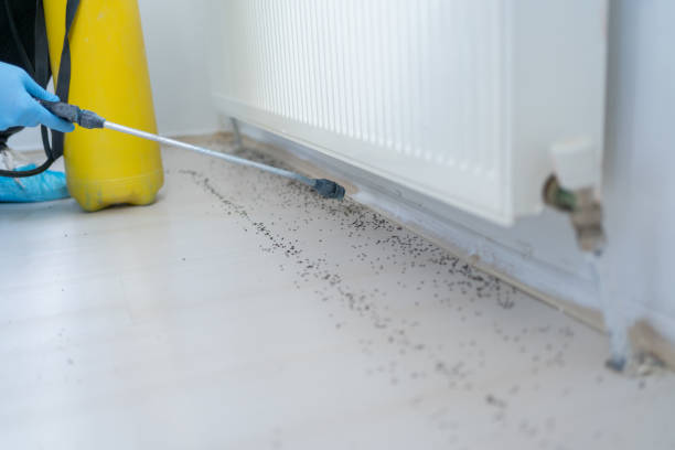 Best Spider Control Near Me  in Rosedale, CA