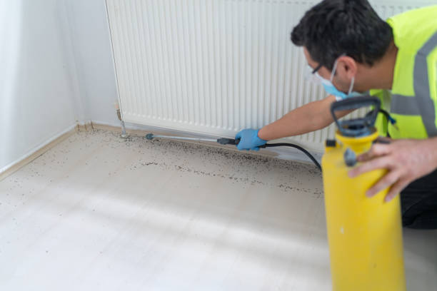 Best Rat Extermination Near Me  in Rosedale, CA